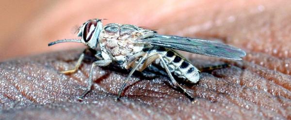 La mouche tsé-tsé est une glossine, une espèce de mouches endémiques d'Afrique. Les glossines peuvent être des vecteurs de maladies, comme les trypanosomes animales ou humaines © J. Bouyer, Cirad